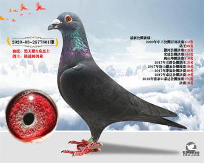 黑天鹅