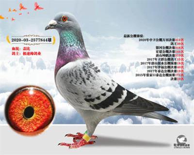 中卫鸽王39名平辈