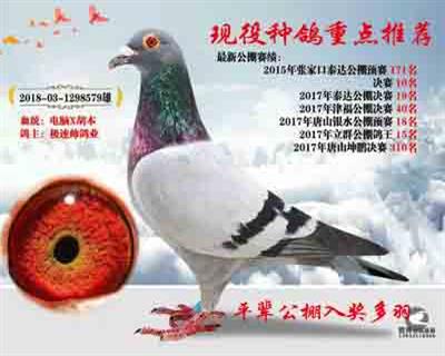 现役种鸽