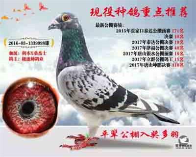 推荐种鸽
