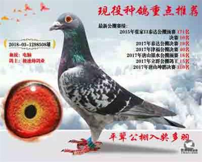 推荐种鸽