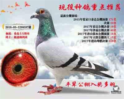 推荐种鸽