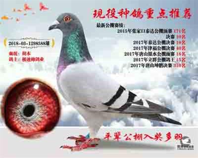 推荐种鸽