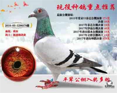 推荐种鸽