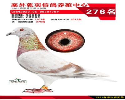 塞外乾羽决赛276名