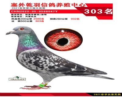塞外乾羽决赛303名