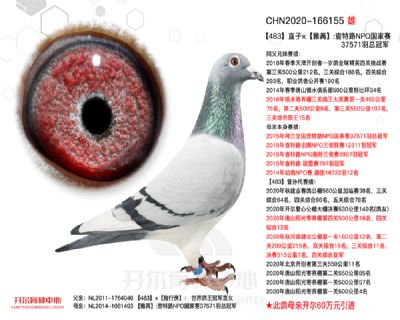 483直子×雅苒:查特路NPO國家賽總冠軍
