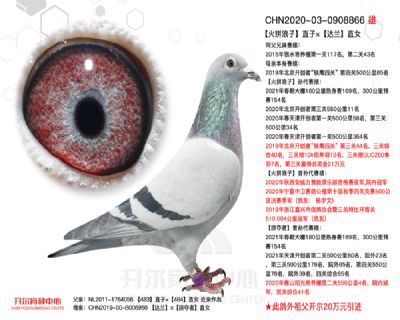 “火拼浪子”直子ד達蘭”直女