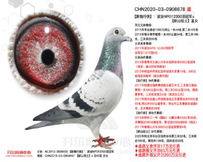 ”新獨行俠”:波治NPO12300羽冠軍× ”新山坦士”直女