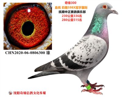 奇緣300(奶酪561兒子)多次成績
