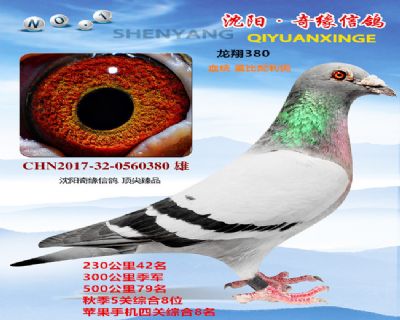 完美金雄(五關鴿王8位)300公里獎金 作出多羽前十
