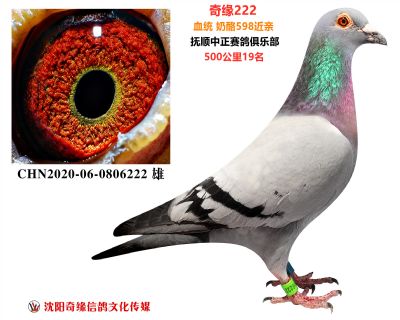 奶酪598超級成績鴿(500公里18名)
