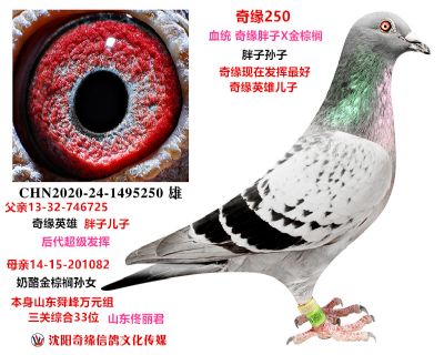 暗插精英(遼中博翔寄養棚壓錢最多的一只5W多