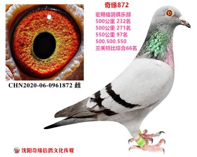 蒼白女孩(宏翔三關特比綜合66名)