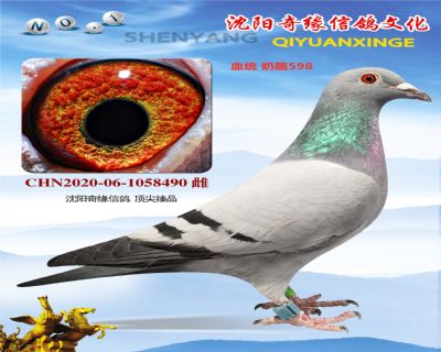奶酪598近親