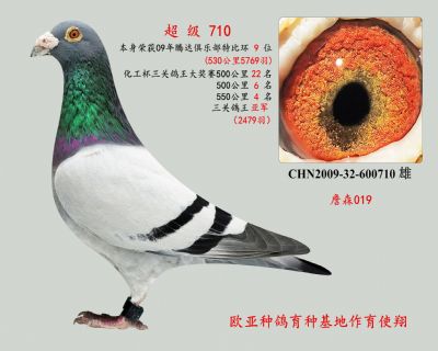 三關鴿王亞軍,5769羽特比環9位(歐亞種鴿基地作育使翔)