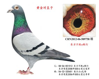東方不敗x辣燈(黃金對直子)