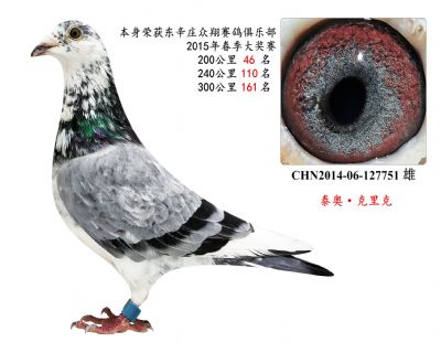 泰奧·克里克 (特比環成績鴿)