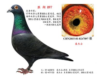 500公里亞軍x300公里冠軍(桑杰士)