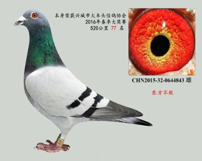 主力種鴿,東方不敗(黃金血系)