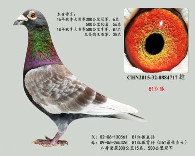 81紅狐曾孫(父女回血)