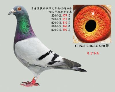 主力血系—東方不敗(黃金血系)