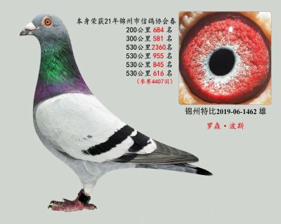 羅森·波斯(特比環成績鴿)
