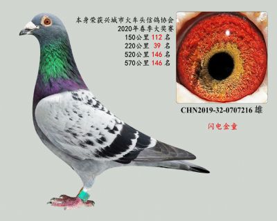 桑杰士(閃電金童)特比環成績鴿