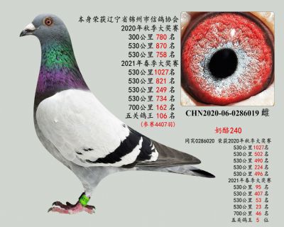 (重中之重)奶酪240直系,本身4407羽鴿王