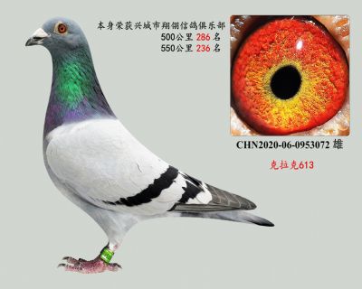 克拉克613(珍藏血系)特比環成績鴿