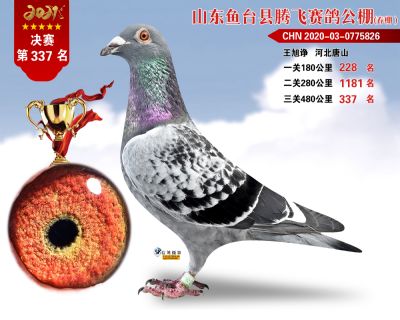 337副本