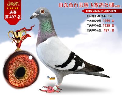 497