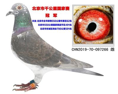 2021年北京市千公里冠軍