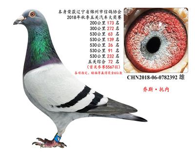 (5次)530公里,五關鴿王(贏獎十多W)
