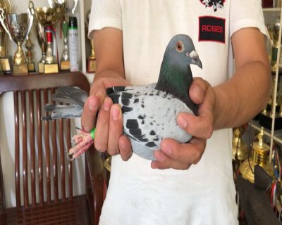 天体20-0150955 雌 聪明伶俐,紧凑矫健,选为载体!