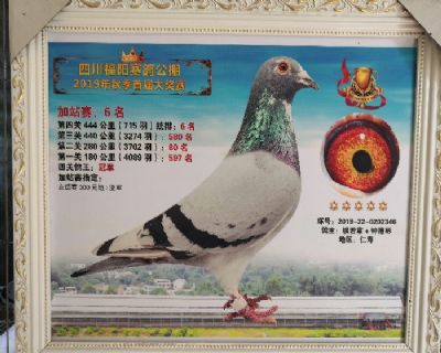 公棚鸽王冠军