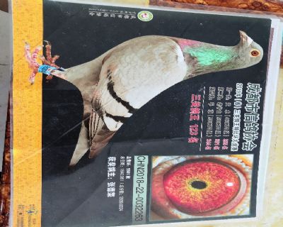 成都市三关鸽王123名