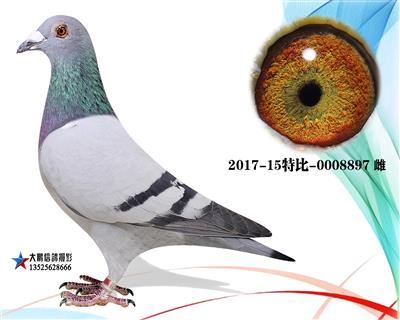 种鸽黄金配对