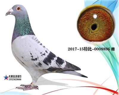 黄金配对种鸽