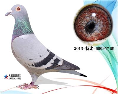 詹森成绩鸽