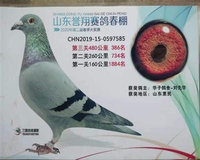 公棚成绩鸽速霸龙