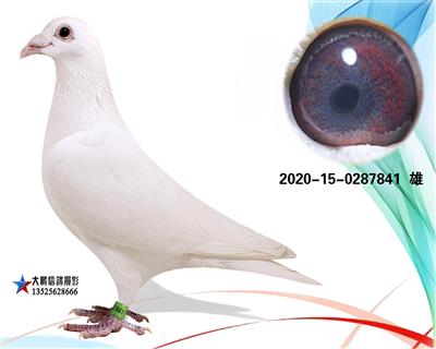 黄金配对苍白