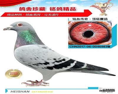鸽王冠军同父母、东方不败回血