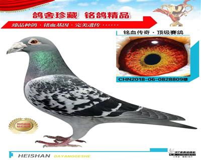 英格斯178多重回血