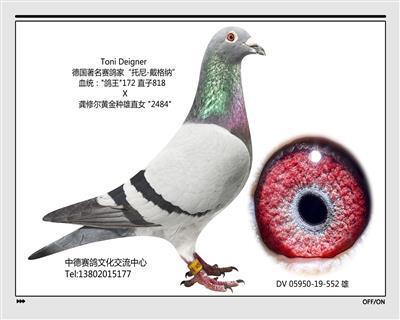 DV 05950-19-552 雄
