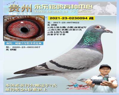 永乐094 雄
