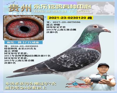 永乐120 雌