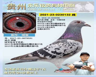 永乐132 雌