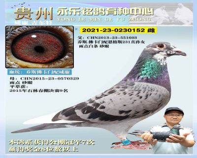 永乐152 雌