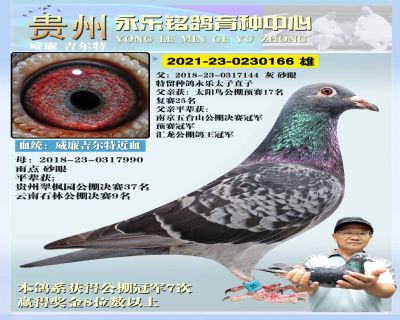永乐166 雄